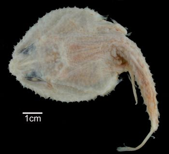 Media type: image; Ichthyology 28724